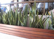 Kwikfynd Indoor Planting
talofa