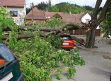 Kwikfynd Tree Cutting Services
talofa