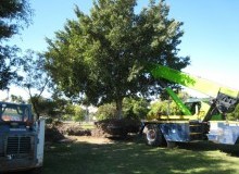 Kwikfynd Tree Management Services
talofa