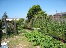 Kwikfynd Vegetable Gardens
talofa